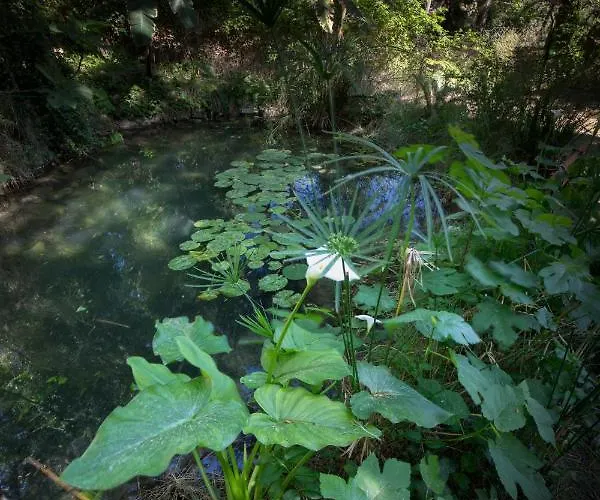 René * Koskinou (Rhodes)